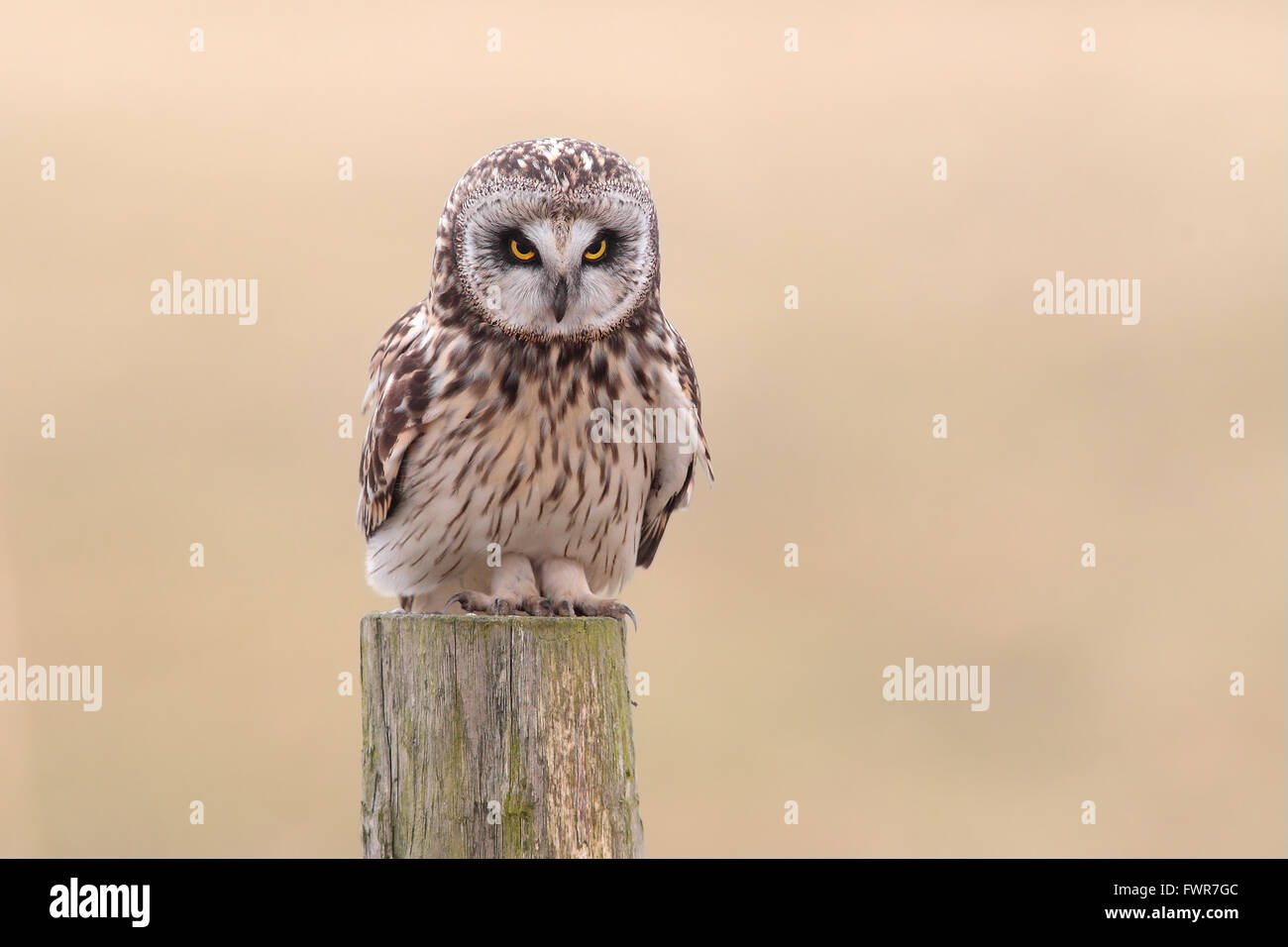 Sumpfohreule (Asio Flammeus) sitzt auf alten Zaunpfahl, Nationalpark Lauwersmeer, Holland, Niederlande, Europa Stockfoto
