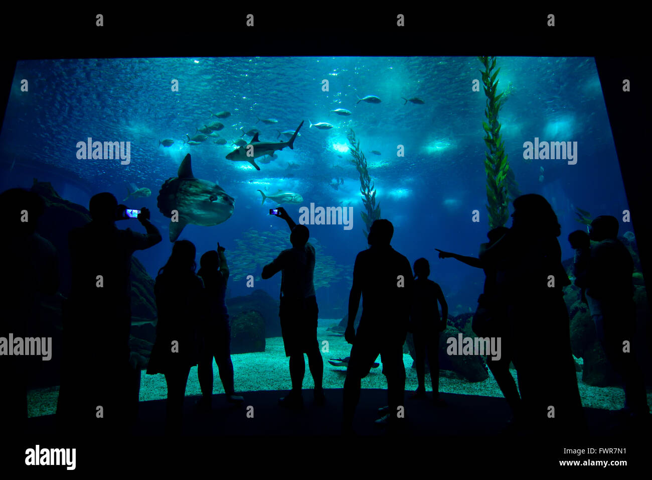 Besucher vor das Meeresaquarium, Ocean zeitorientierte und Haie im Becken des das Ozeanarium in den Park von der Stockfoto