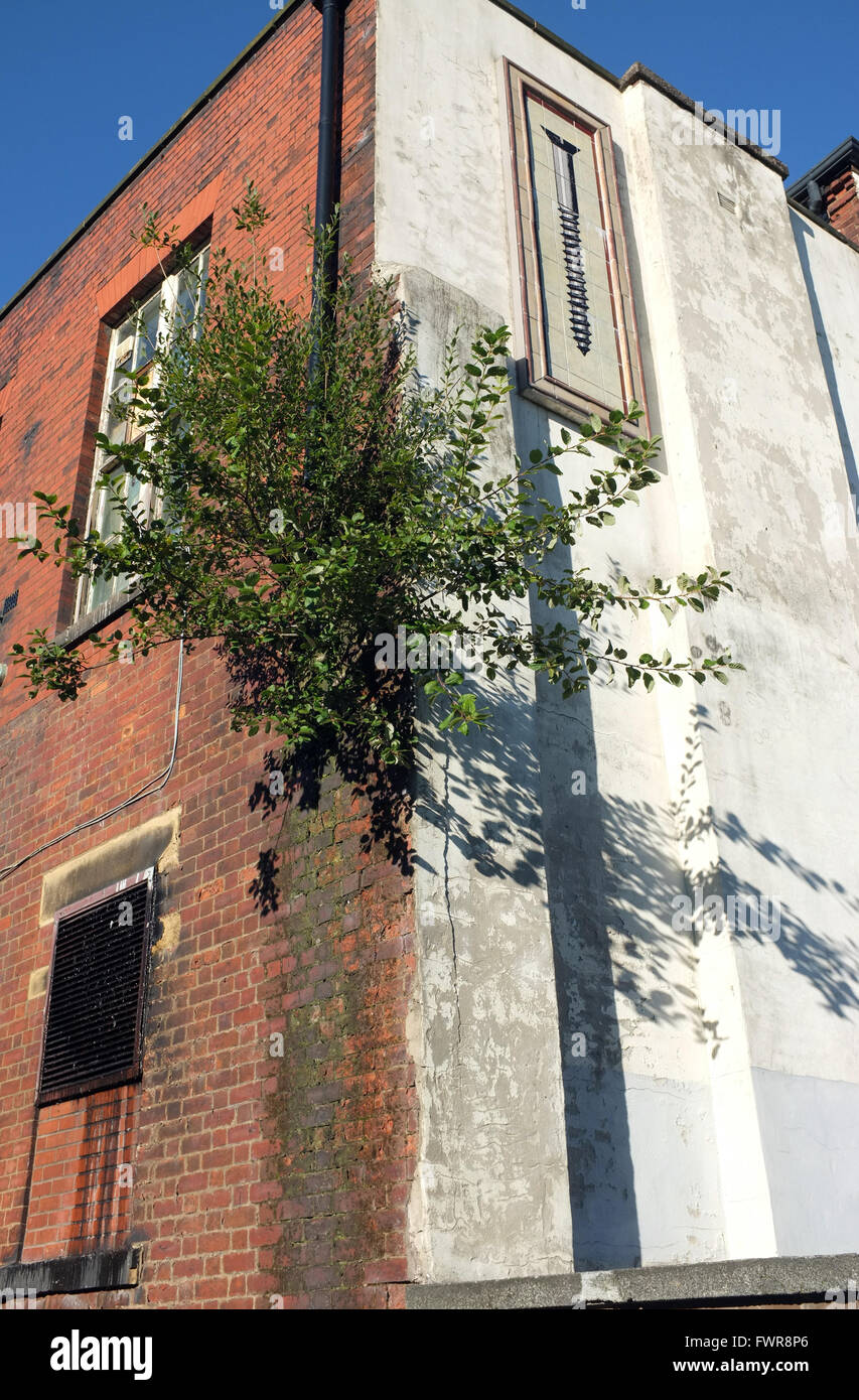 Ein großer Baum pflanzen, Wurzeln im Mauerwerk einer Stadt zentrum Gebäude, die das Regenwasser Fallrohr verursacht einige Schäden. England Großbritannien Stockfoto