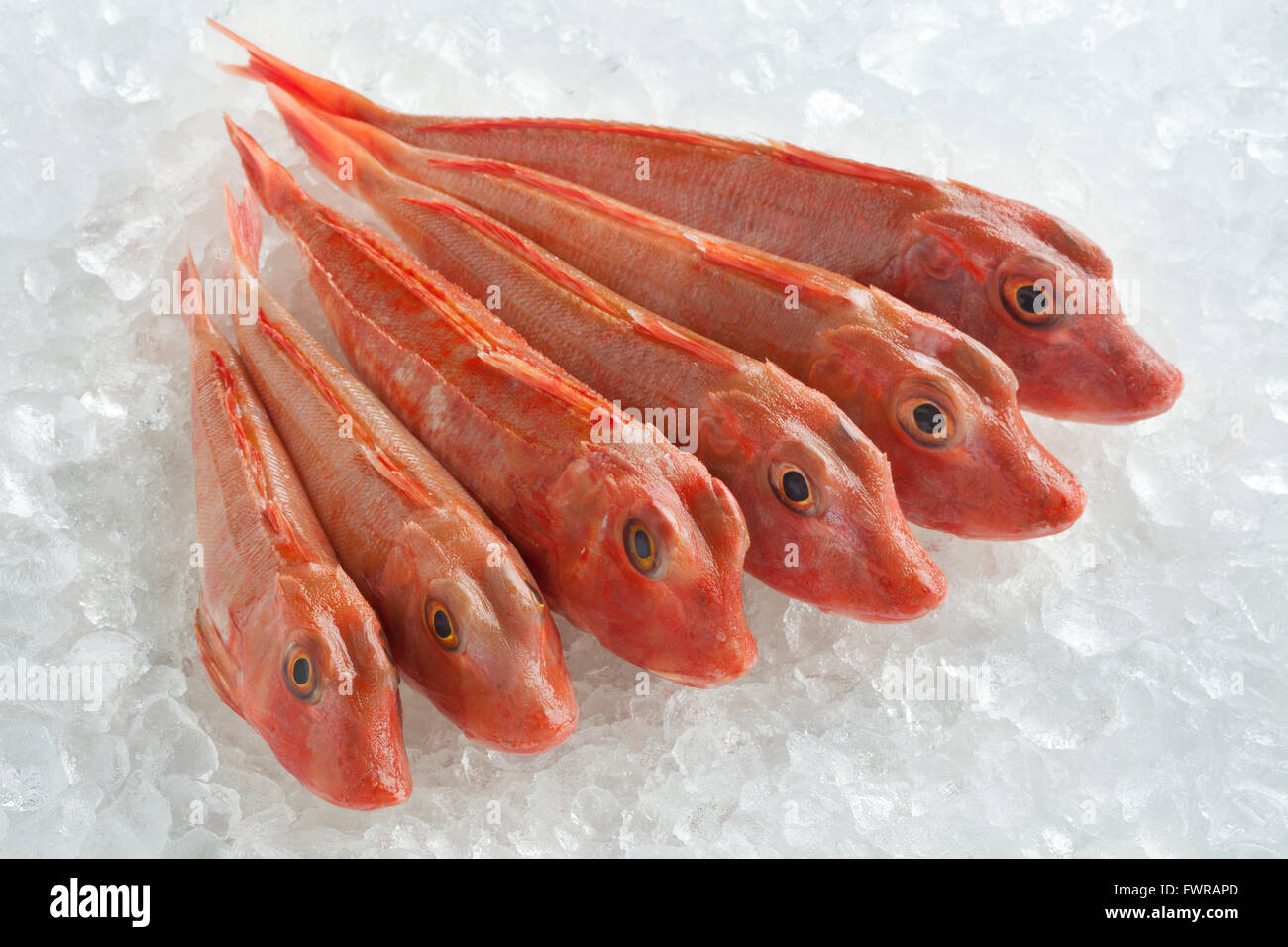 Vielzahl von frischer roher Roter Knurrhahn Fische auf Eis Stockfoto