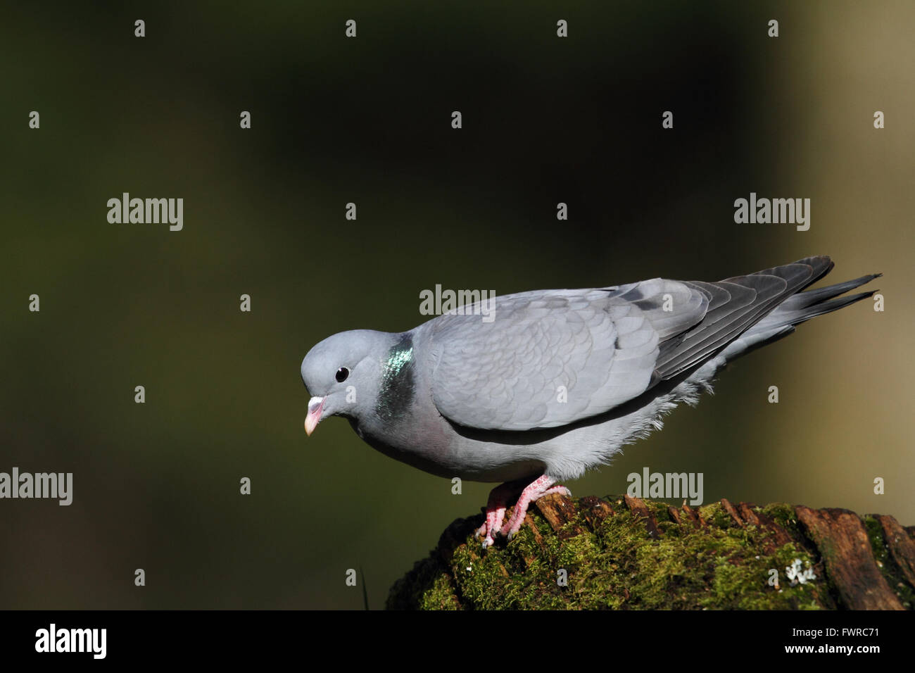 Hohltaube (Columba Oenas) Stockfoto