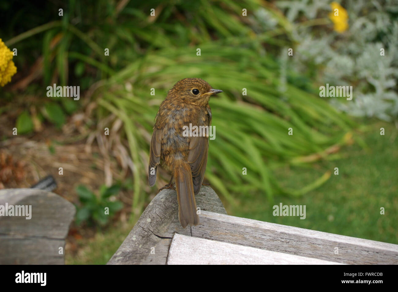 Junge robin Stockfoto