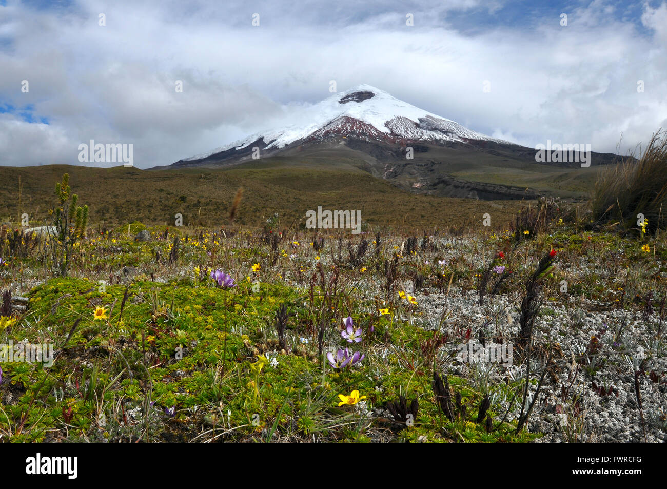 Cotopaxi Vulkan über blühende Plateau, Anden-Hochland von Ecuador, Südamerika Stockfoto