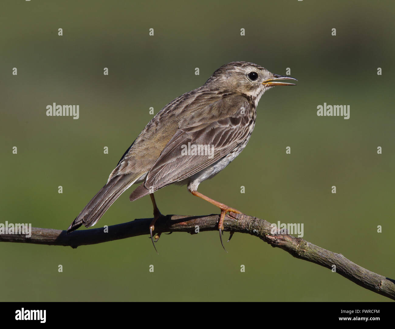 Wiesenpipit, Anthus pratensis, auf Zweig, grüner sauberer Hintergrund Stockfoto