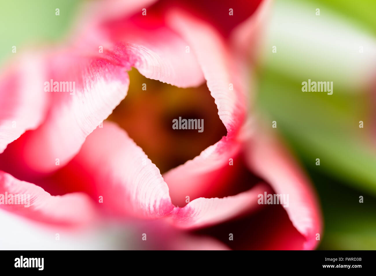 Rosa Frühlings-Tulpe Stockfoto