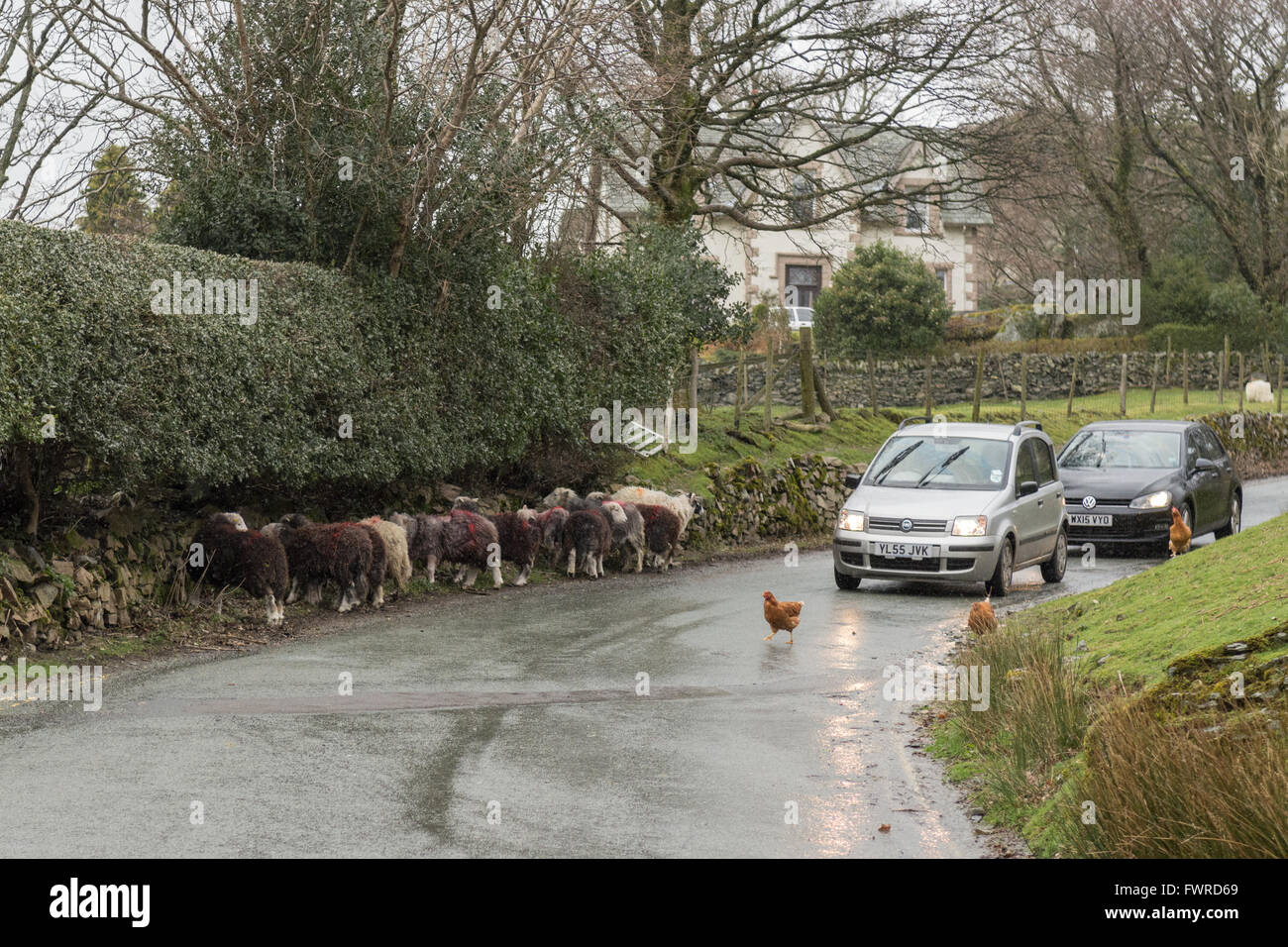 Datenverkehr auf den Lakeland Dorf Buttermere gestoppt durch Hühner und Herdwick Schafe auf der Straße Stockfoto