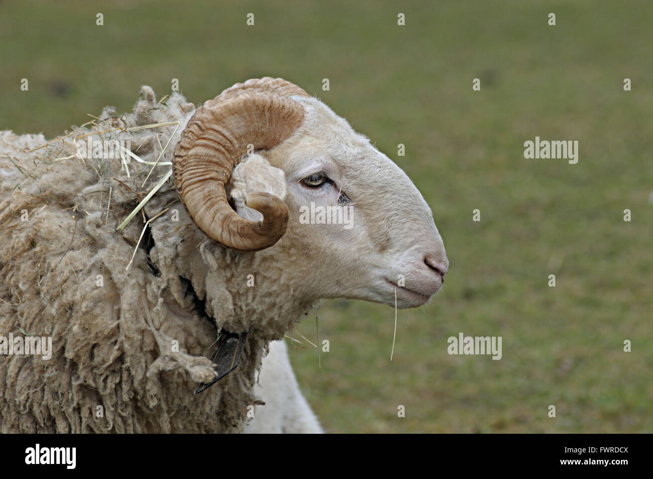 Profilbildnis einer alten Ram Schafe liegen auf einer grünen Weide. Stockfoto