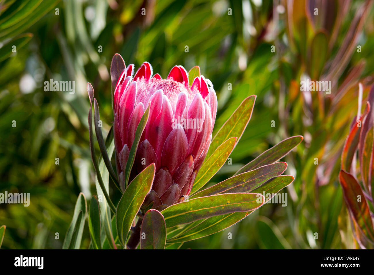 Dekorative Rosa Bluten Der Protea Bluhen Im Winter Locken Bienen