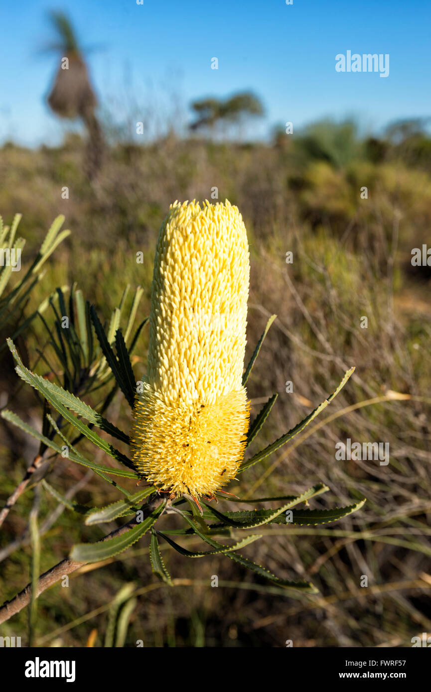 Küste Banksien (Banksia Attenuata) in voller Blüte, Kalbarri National Park, Western Australia, Australien Stockfoto