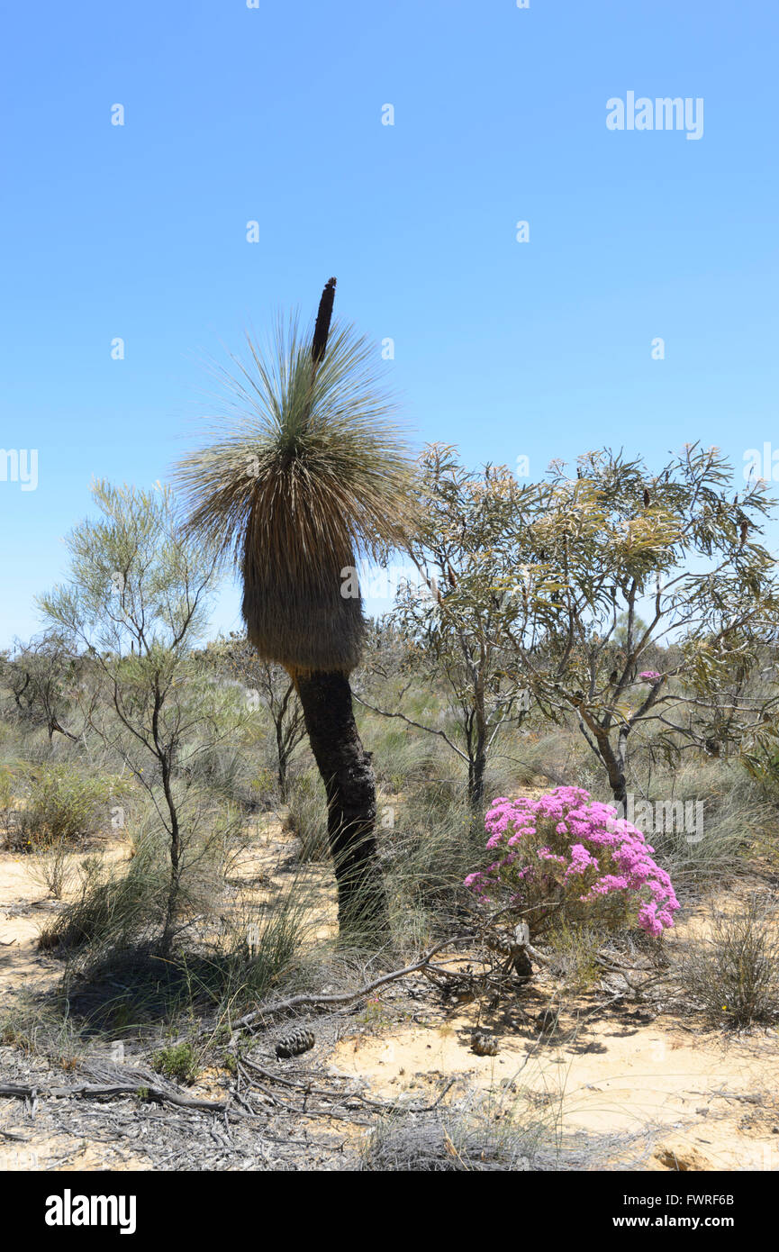 Wüste Grasbaum (Xanthorrhoea Thorntonii), Kalbarri National Park, Western Australia, Australien Stockfoto