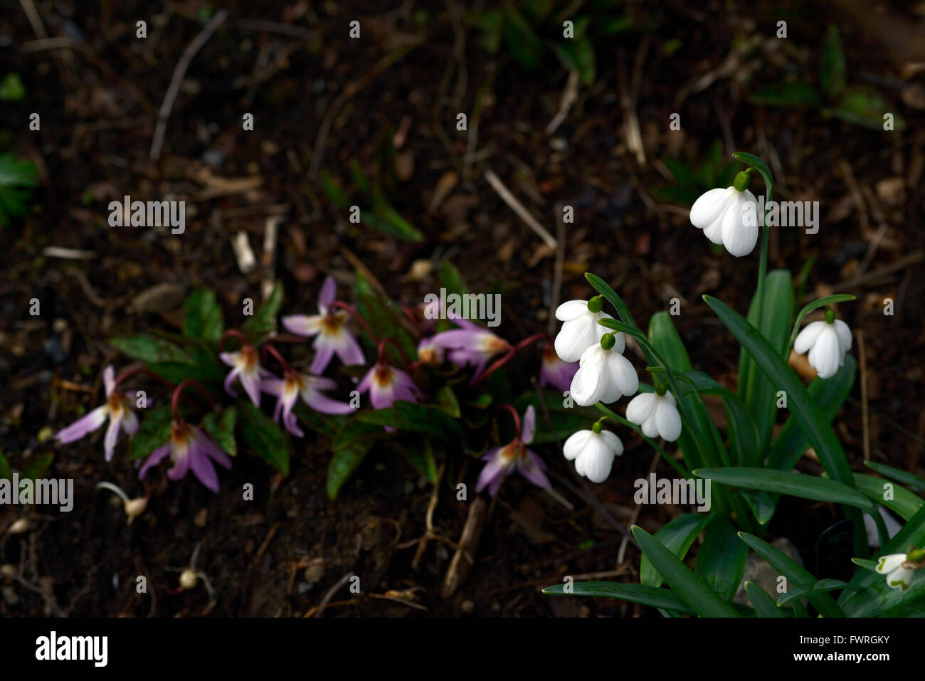 Galanthus Plicatus E A Bowles weißen poculiforme Albino Snowdrop Schneeglöckchen Frühlingsblumen Blume RM Floral Stockfoto