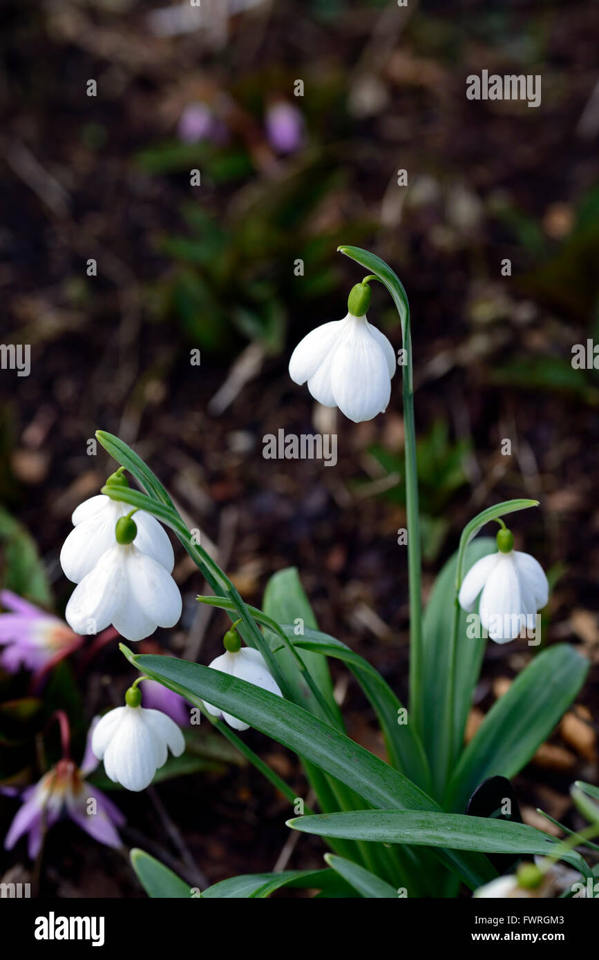 Galanthus Plicatus E A Bowles weißen poculiforme Albino Snowdrop Schneeglöckchen Frühlingsblumen Blume RM Floral Stockfoto