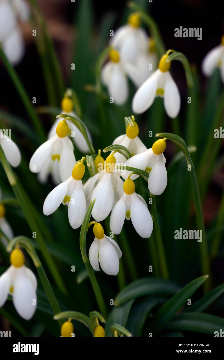 Galanthus Spindlestone Überraschung gelbe Hybrid Snowdrop Schneeglöckchen Frühlingsblumen Blume RM Floral Stockfoto