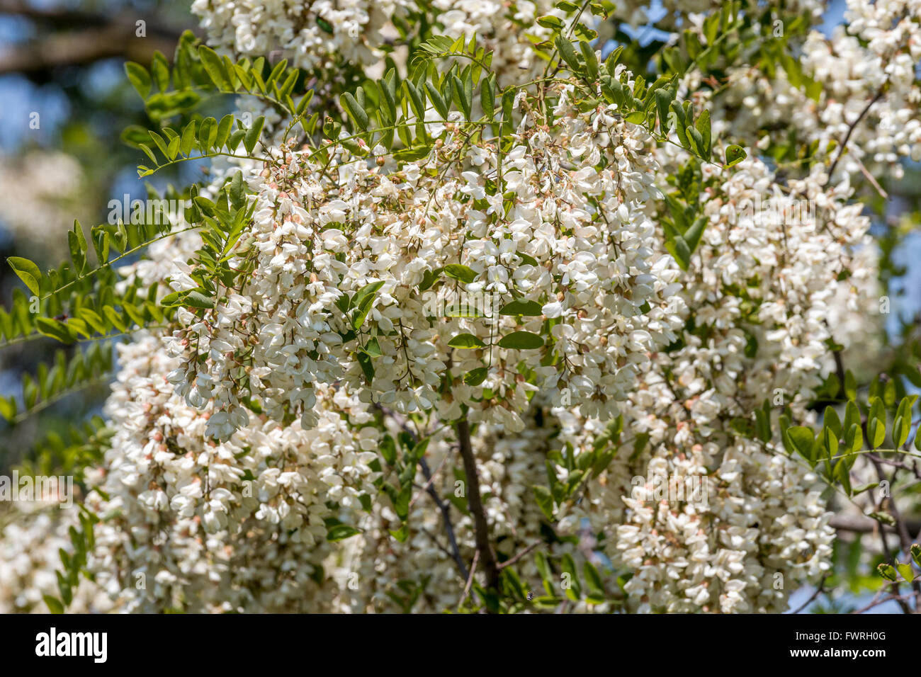 Weißen Akazienblüten auf dem Baum Stockfoto