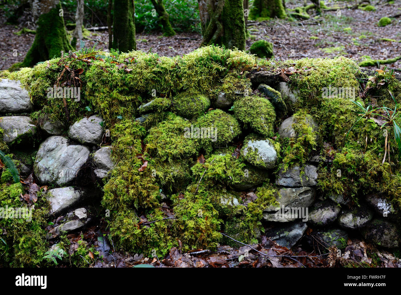 Moos bedeckt Wand feucht nass Feuchte Holz Wald Schatten schattigen schattigen bemoosten Wachstum wachsen RM Floral Stockfoto