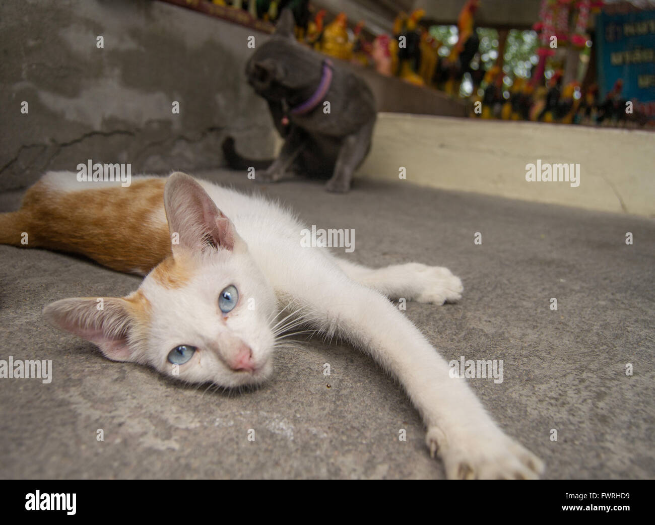 Junge Katze mit blauen Augen auf dem Boden liegend Stockfoto