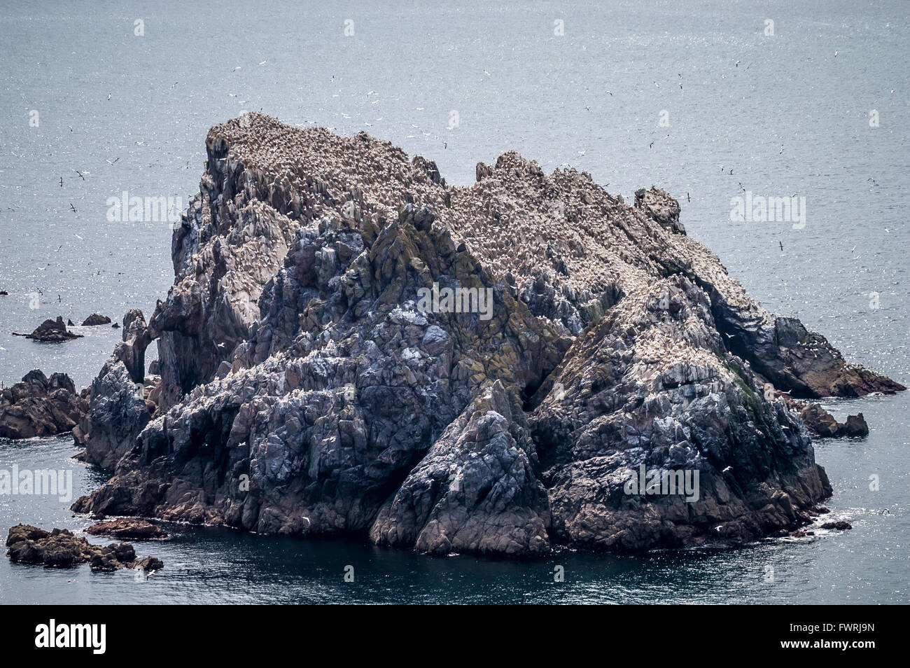 Basstölpel drängen sich auf den Felsen von Les Etacs direkt an der Nordspitze der Alderney. Stockfoto