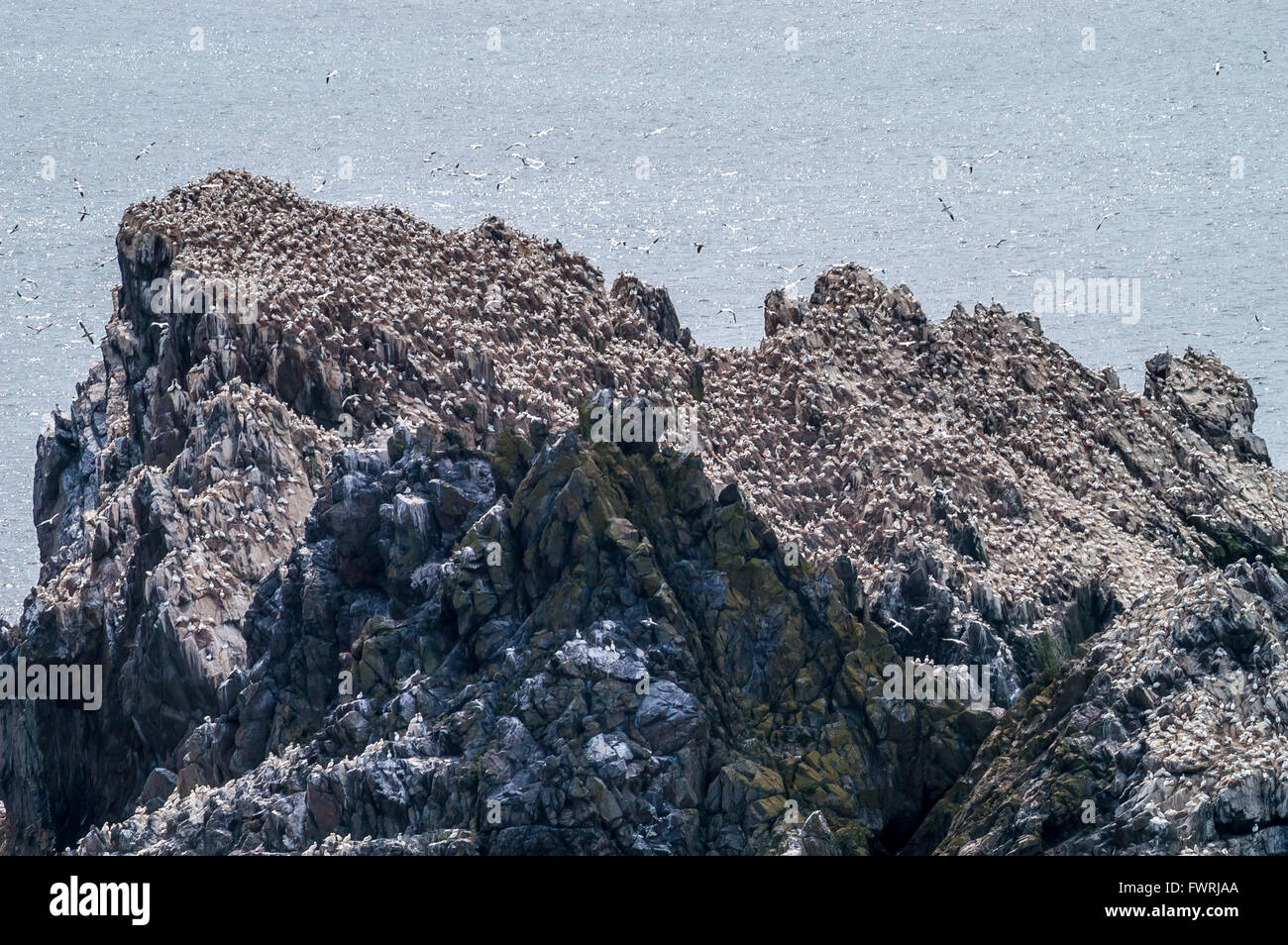 Basstölpel drängen sich auf den Felsen von Les Etacs direkt an der Nordspitze der Alderney. Stockfoto