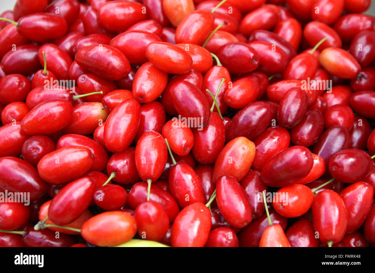 Frische Kirschen Cornelian Hintergrund Stockfoto