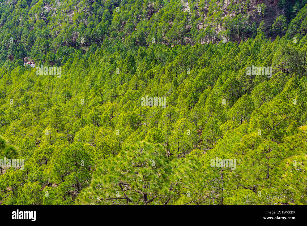 Pinus Canariensis, die kanarische Kiefer, ist eine Art aus der Gattung Pinus, Familie Tannenbäumen, Native und endemisch. Stockfoto