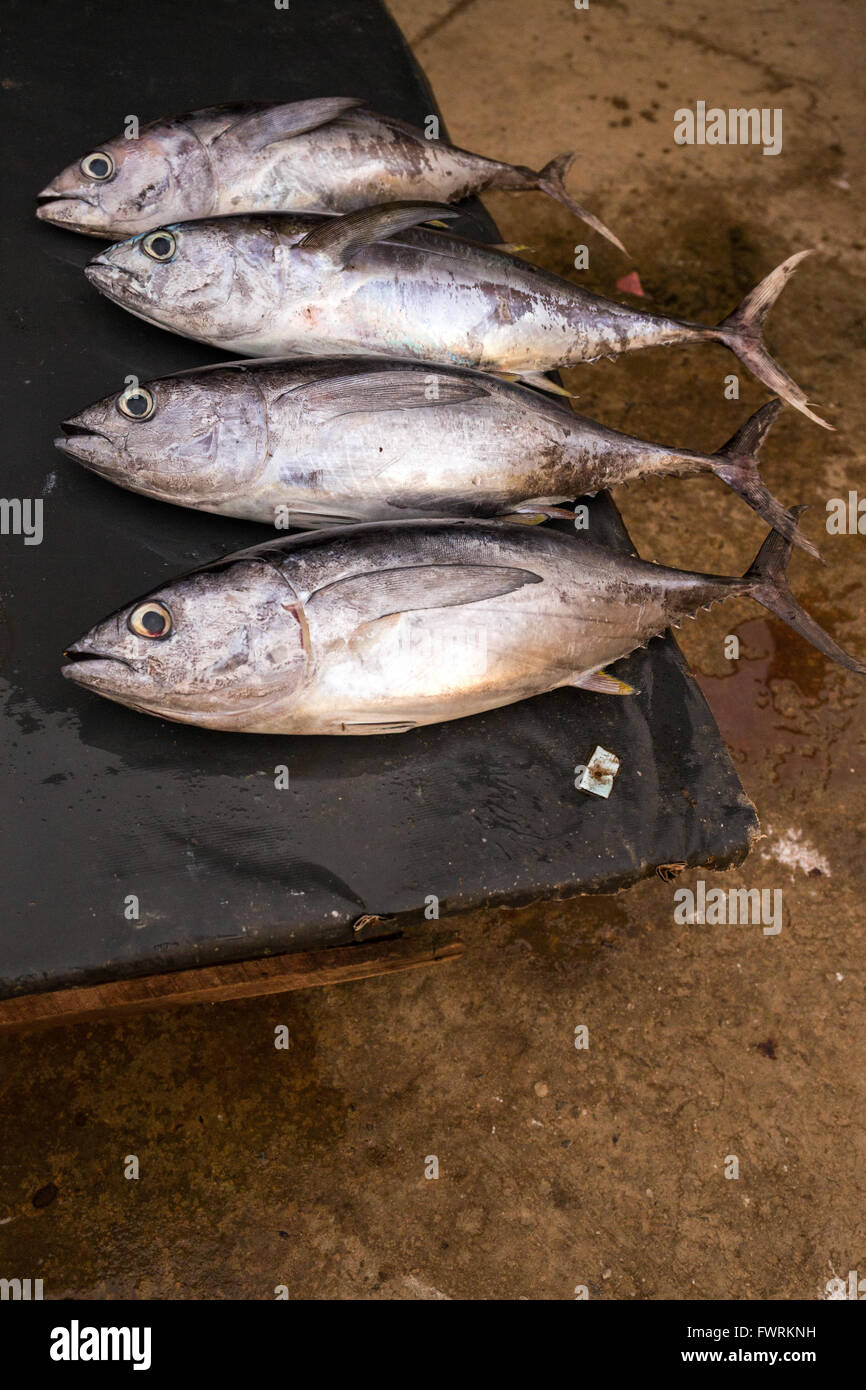 Fischmarkt in Negombo, Sri Lanka Stockfoto