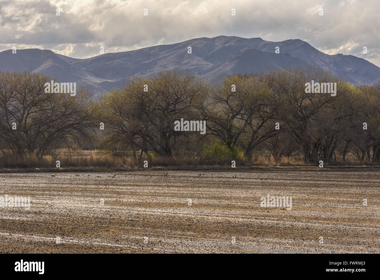 Bewässerte Gebiet, Pappeln und Chupadera Berge.  Bosque del Apache National Wildlife Refuge, New Mexico, USA. Stockfoto