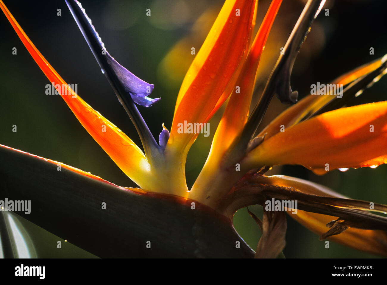 Paradiesvogel Blume Molokai Hawaii Stockfoto