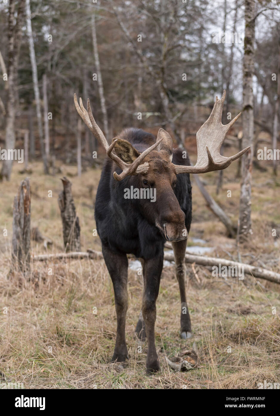 Großer einsamer männlicher Elch in einem Wald Stockfoto