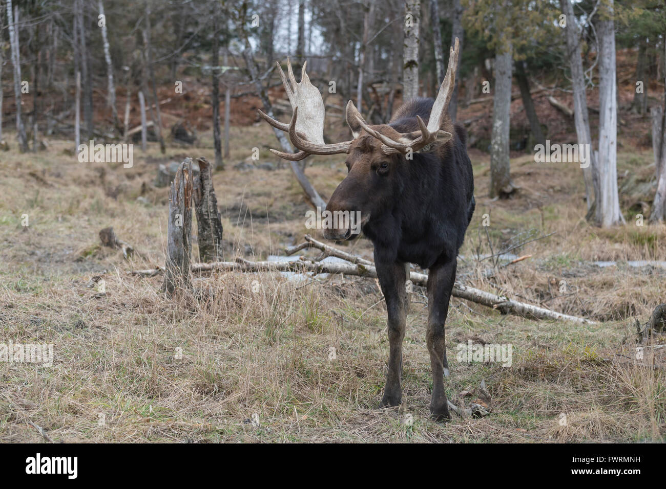 Großer einsamer männlicher Elch in einem Wald Stockfoto