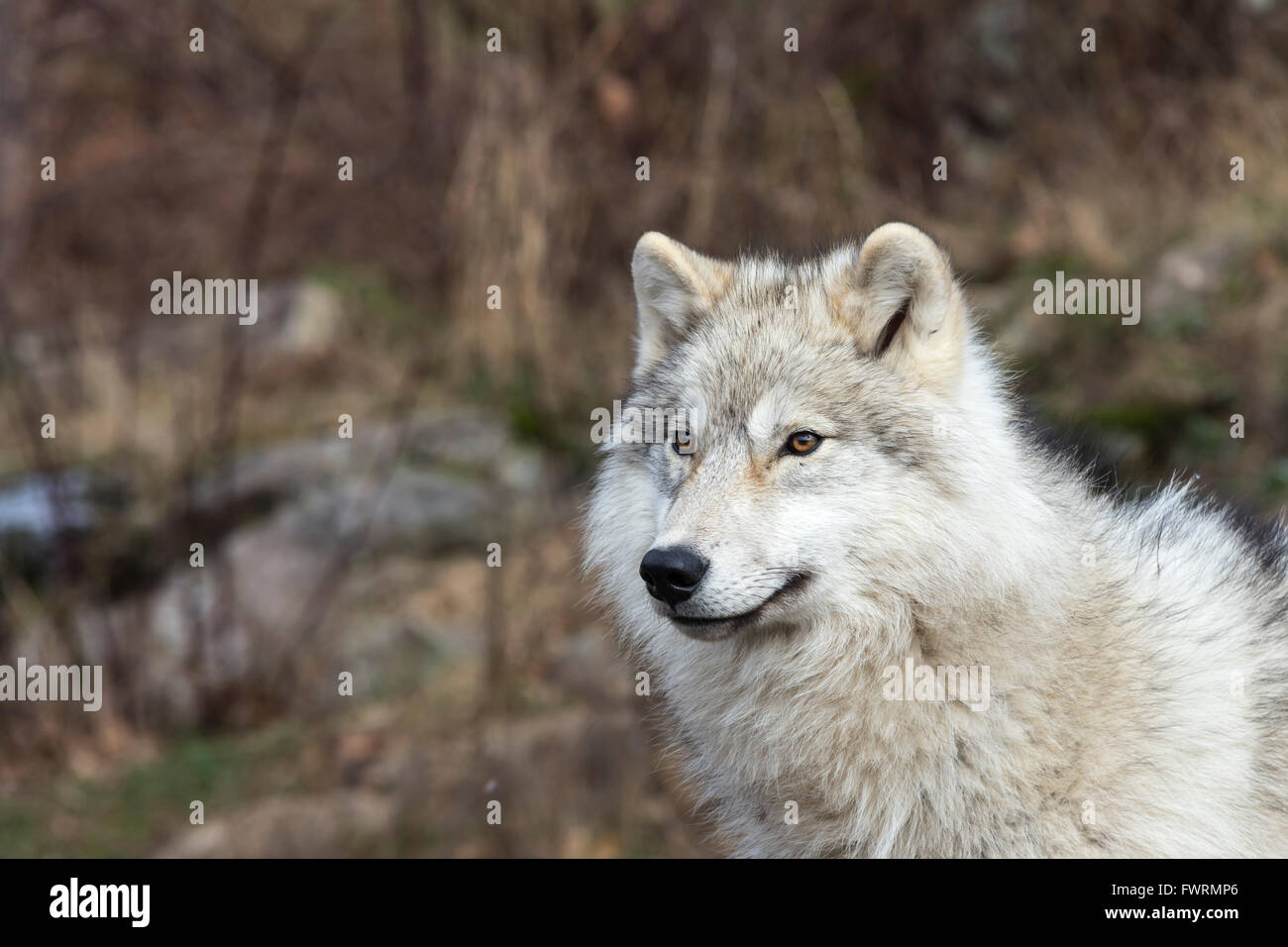 Einsamer Arctic Wolf im Herbst Stockfoto