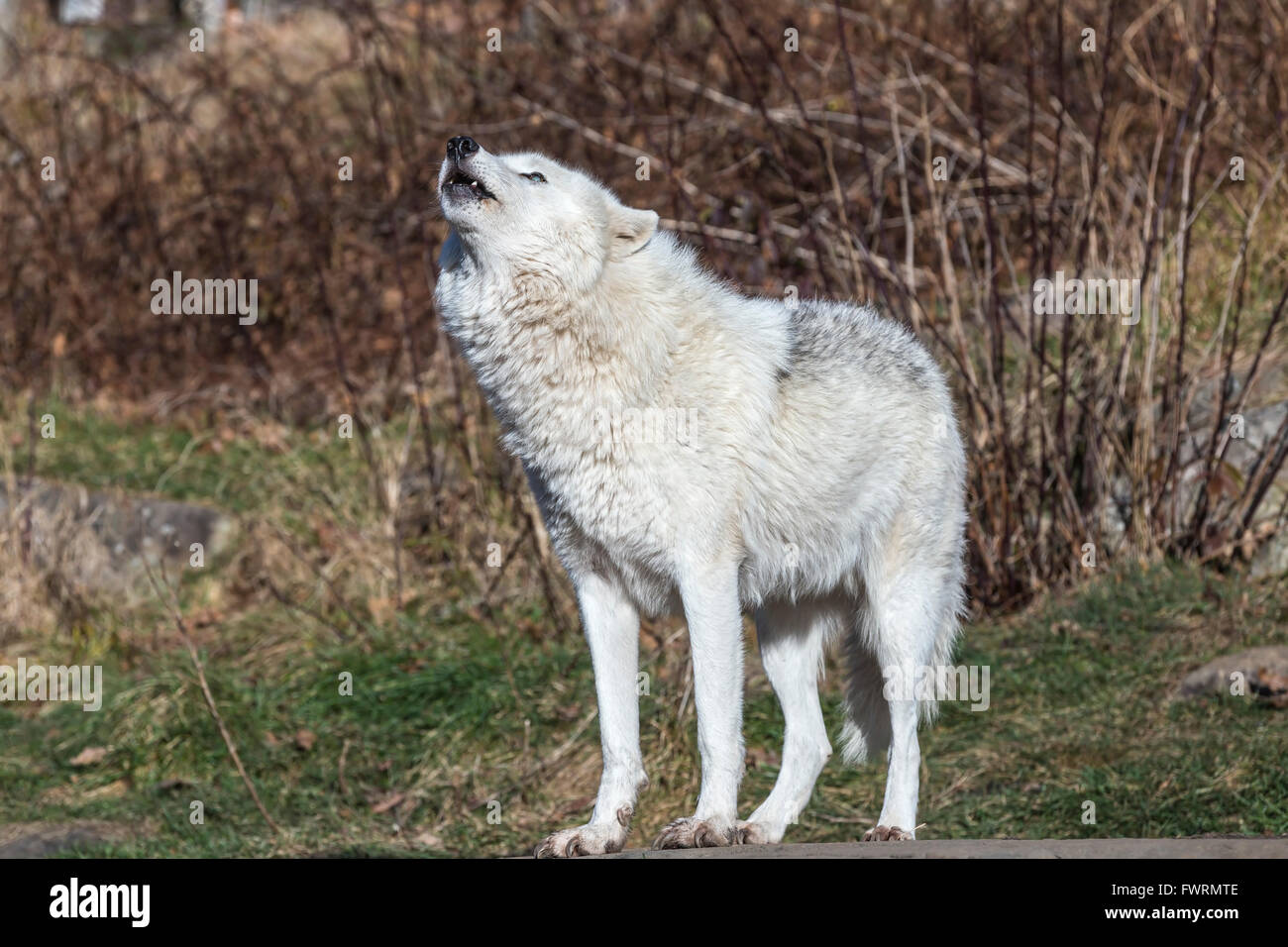 Einsamer Arctic Wolf im Herbst Stockfoto