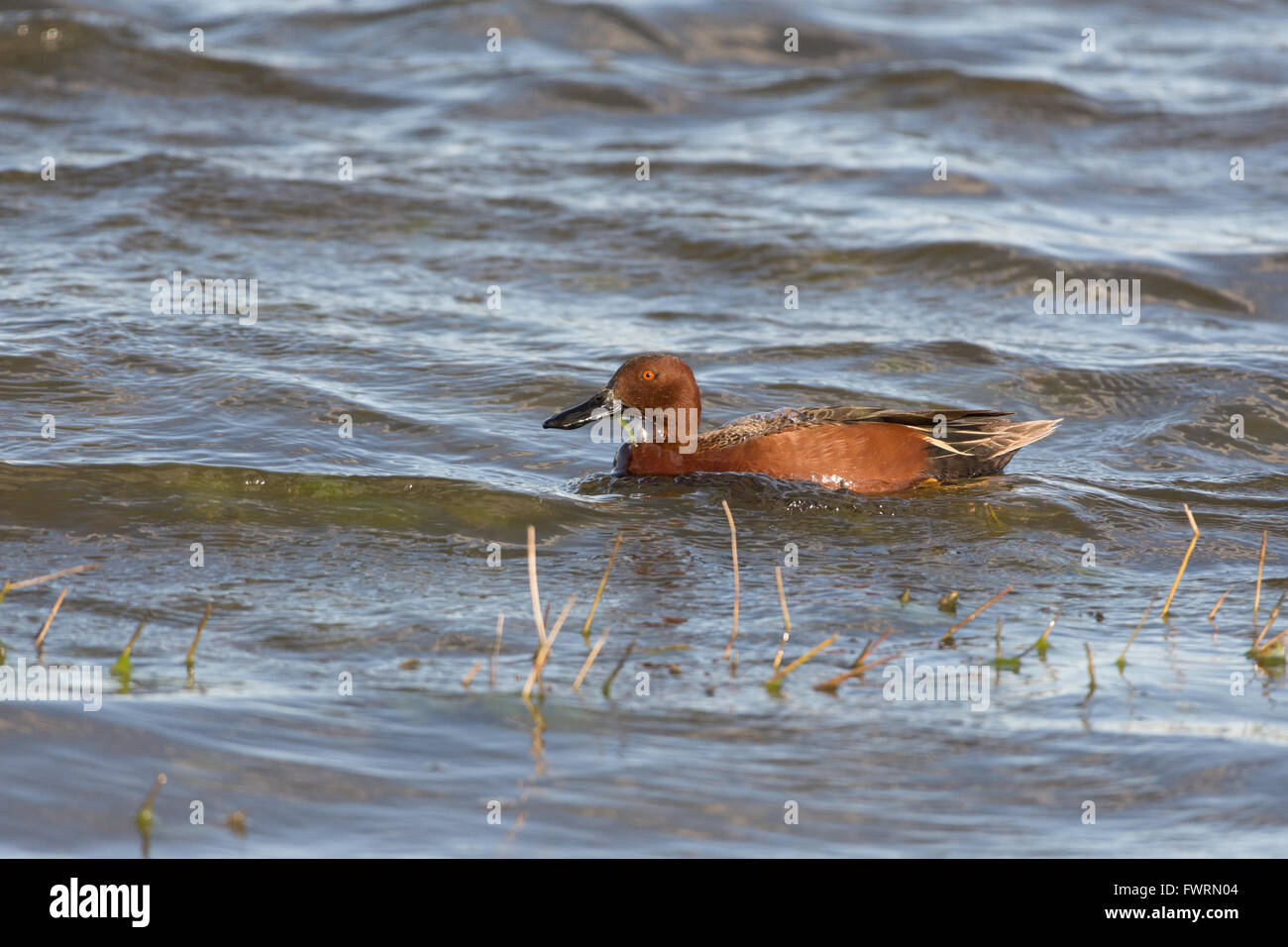 Zimt Krickente (Anas Cyanoptera), Drake im Bosque del Apache National Wildlife Refuge, New Mexico, USA. Stockfoto