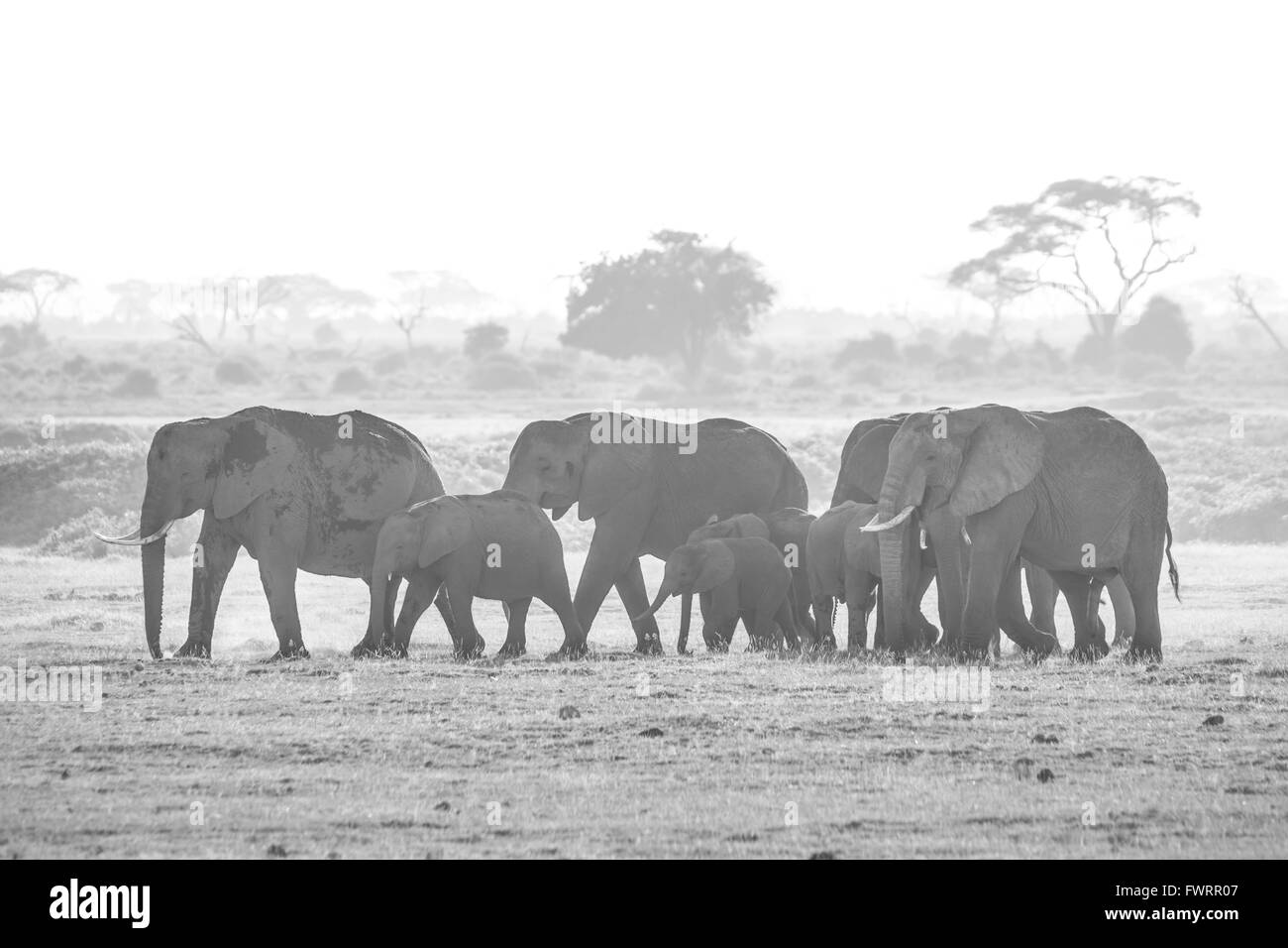 Herde von Elefanten im Amboseli-Nationalpark Kenia Stockfoto