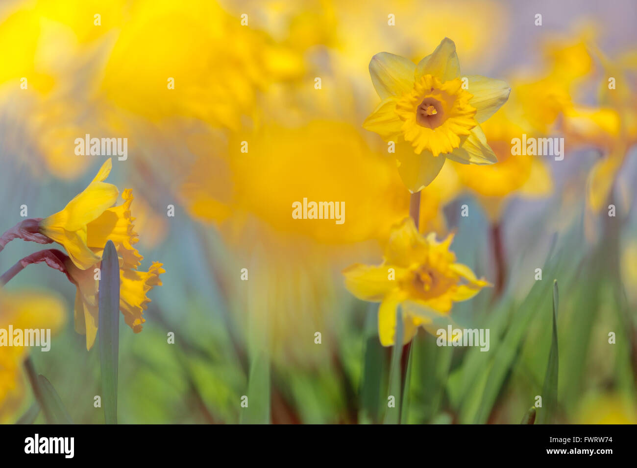 Bunte Frühlingswiese, gelbe Narzisse Blumen auf unscharfen Hintergrund, hellen Pastellfarben Stockfoto