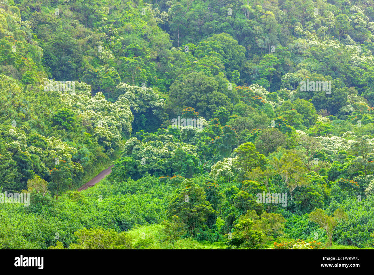 Regenwald auf Maui Stockfoto