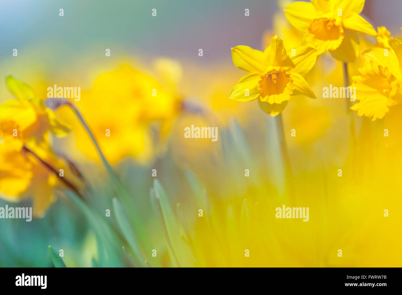 Frühling Wiese gelbe Narzisse Blumen auf unscharfen Hintergrund, flacher Schärfentiefe Stockfoto