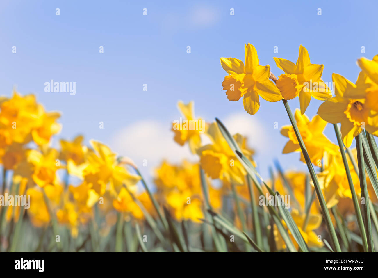 Gelbe Narzisse Blumen auf blauem Himmel Hintergrund, Wild Frühlingswiese, kreativen Umgang mit geringen Schärfentiefe Stockfoto