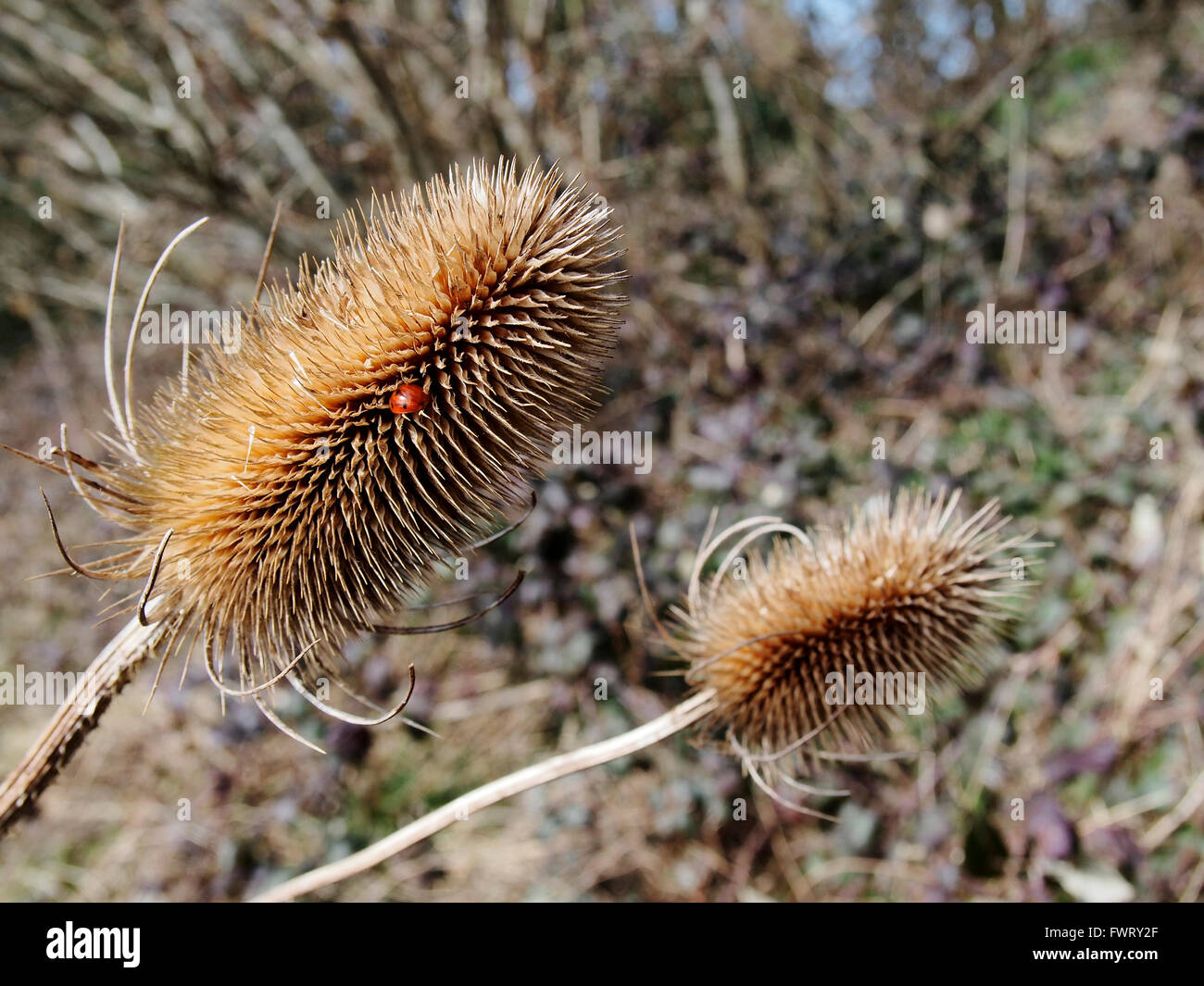 Ausgetrocknet, wilde Karde Kopf mit Marienkäfer in eine Hmapshire Hecke, Anfang April 2016 Stockfoto