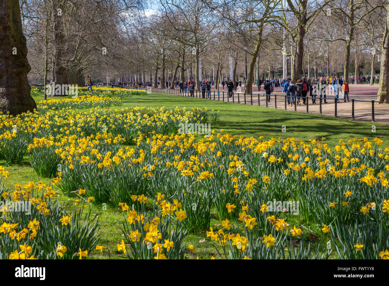 Frühling-Narzissen Linie The Mall in St James Park, London Stockfoto