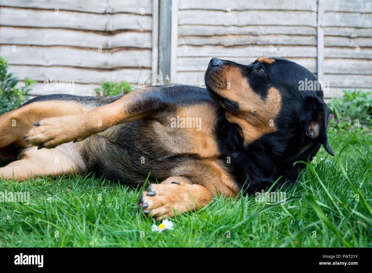 Ein Rottweiler auf dem Boden in einem Garten zu niedlich. Stockfoto