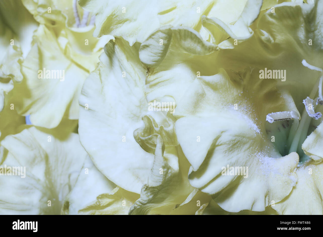 Blumenkarte mit gelben gladiolussy Makro Stockfoto