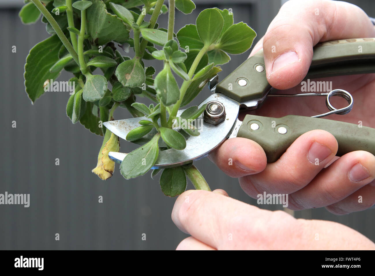 Trimmen Definitionen Pflanze mit Beschneidung Gartenschere Stockfoto