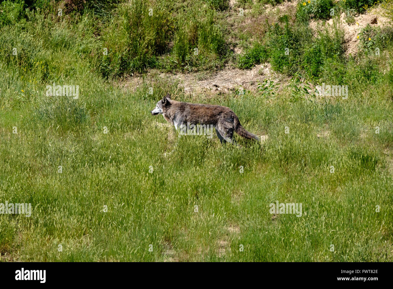 Ein grauer Wolf durchstreift in seinem Gehege im Wild Animal Sanctuary in Keenesburg, Colorado. Stockfoto