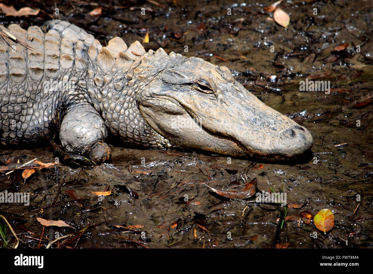 Alligator im Oatland Island Wildlife Center, Savannah, Georgia, Vereinigte Staaten Stockfoto