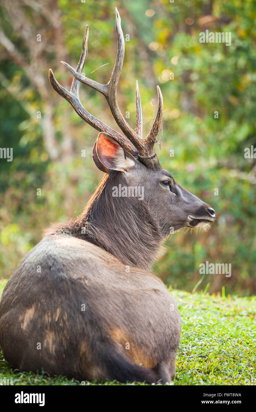 Sambar Deer ist eine große Hirsche in den indischen Subkontinent, Südchina und Südostasien heimisch Stockfoto