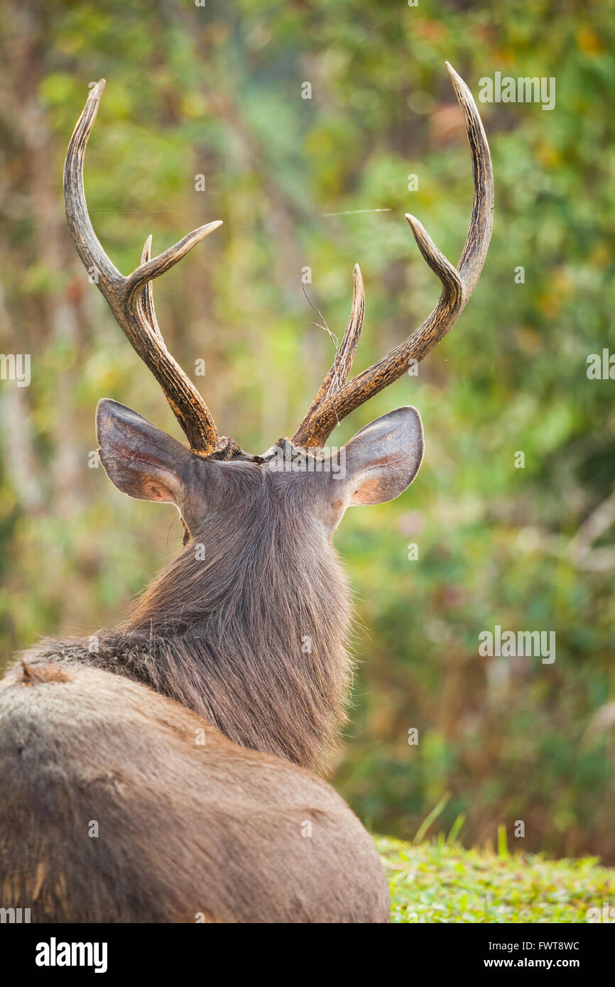 Sambar Deer ist eine große Hirsche in den indischen Subkontinent, Südchina und Südostasien heimisch Stockfoto