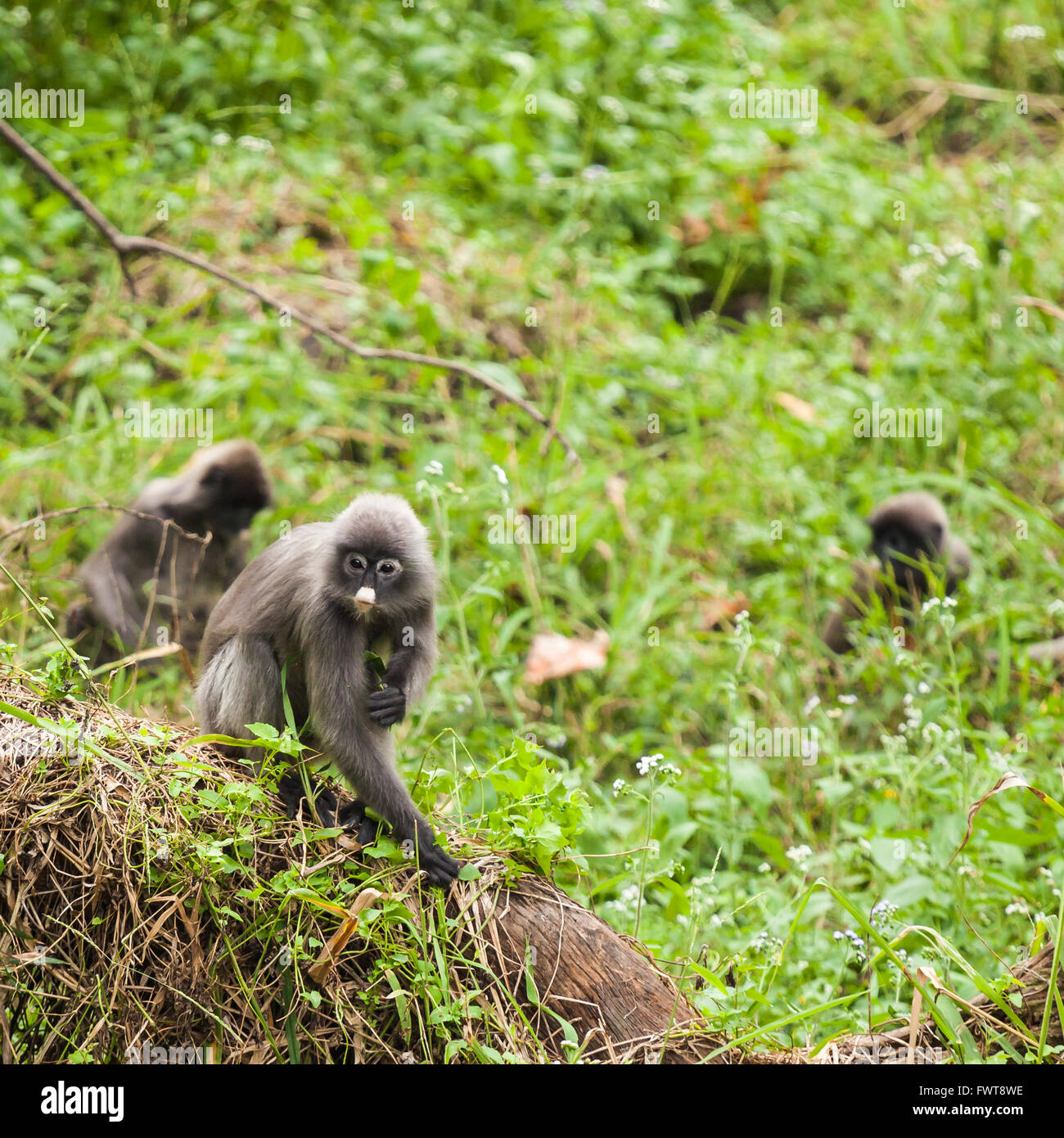 Phayre Blatt Affen (Trachypithecus Phayrei), auch bekannt als Phayre Languren, ist eine Art von Gruppen in Südostasien gefunden Stockfoto