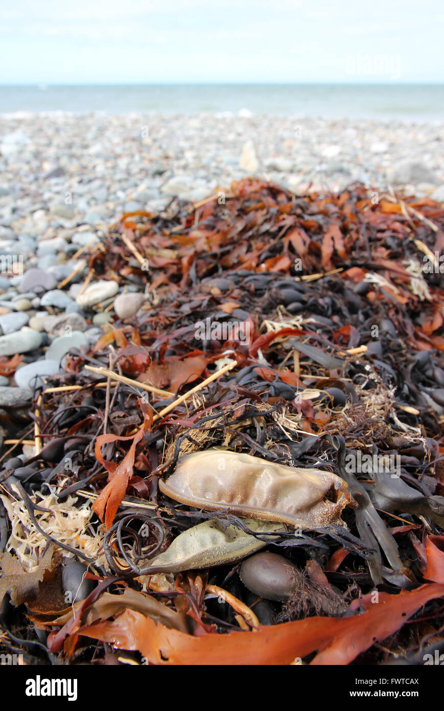 Dornhai Eikästen und Algen walisischen Strand, Bryn Mor Strand Dinas Dinlle Stockfoto