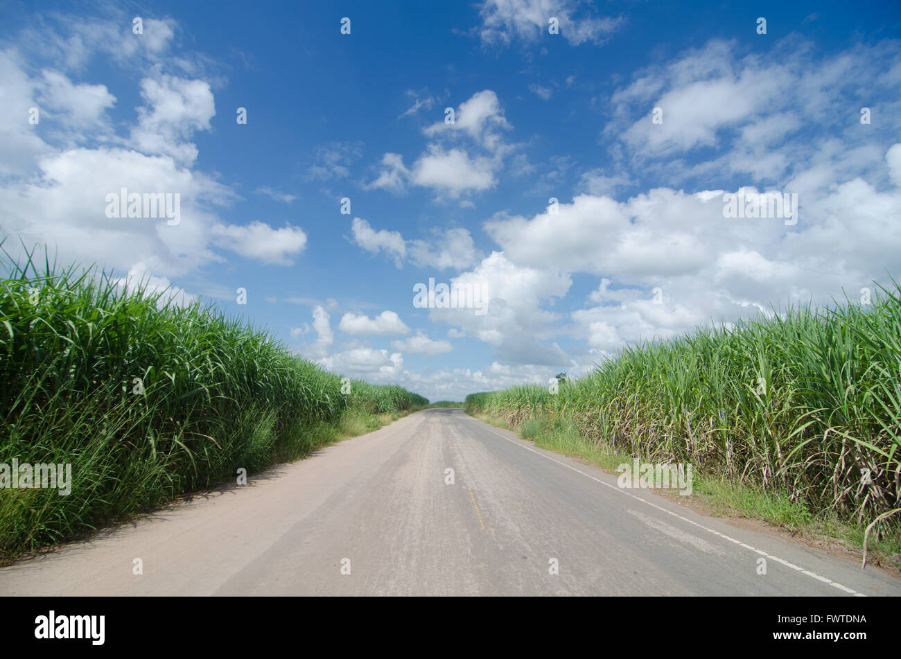 Zuckerrohr-Feld Stockfoto