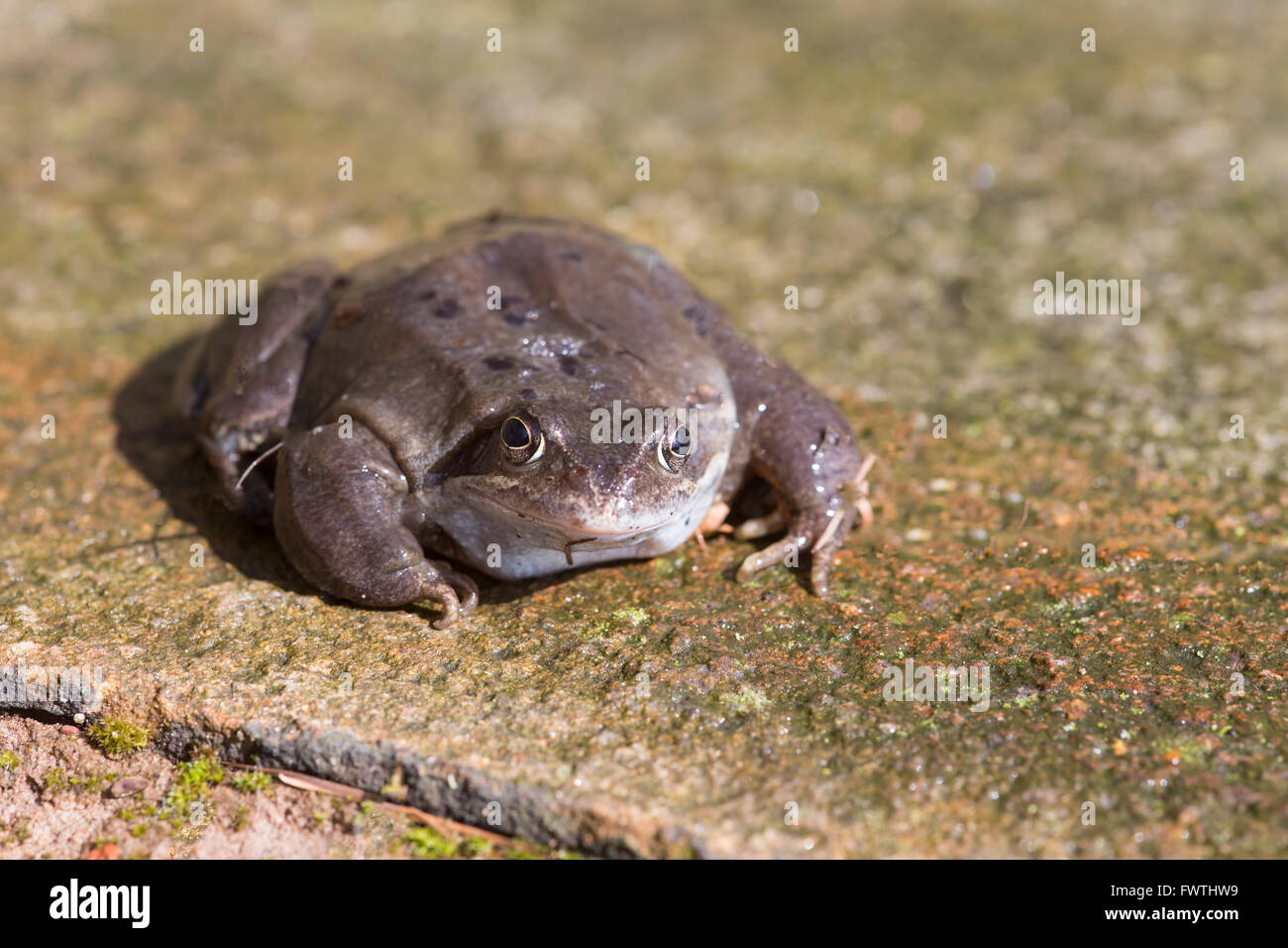 Frosch (Rana Temporaria) auch den europäischen gemeinsamen Grasfrosch auf Steinplatte ist ein semi-aquatischen Amphibien der Familie Ranidae Stockfoto